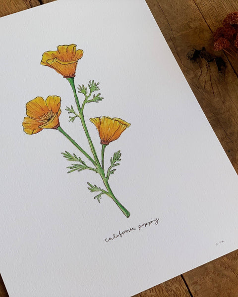 Illustration of California poppies on a white sheet of paper with a wooden background.