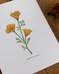 Illustration of California poppies on a white sheet of paper with a wooden background.