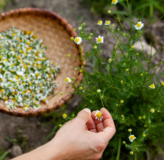 Hand holding a daisy with a woven basket of flowers and greenery in the background