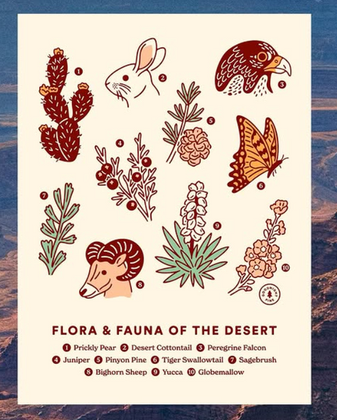 Illustration of desert flora and fauna with a desert landscape in the background